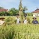 Memanfaatkan Lahan Tidur BBPP Kupang Panen Padi Inpari 42 sebanyak 2.313  Kg
